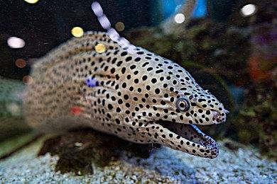 恐怖游戏《创伤后》新预告 令人不安的怪诞世界